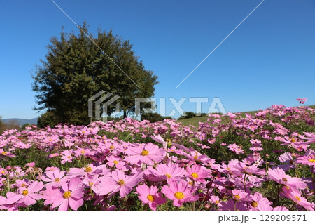 鮮やかなコスモスの花色が映える秋ー拾 鮮やかなコスモスの花色が映える秋ー拾 129209571