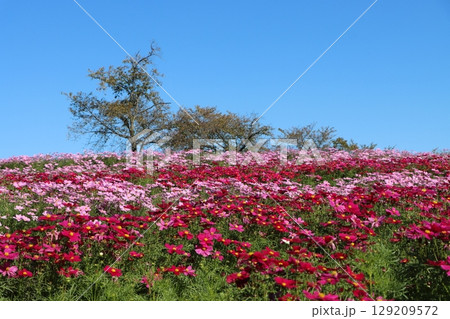 鮮やかなコスモスの花色が映える秋ー六 鮮やかなコスモスの花色が映える秋ー六 129209572