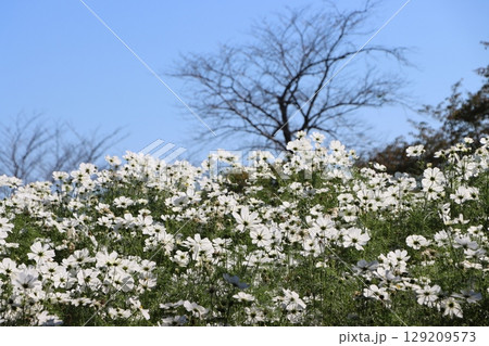 鮮やかなコスモスの花色が映える秋―弐 129209573