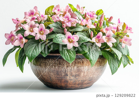 Big Weigela bush in rustic pot with fleshy leaves and pink flowers on a white background. 129209822