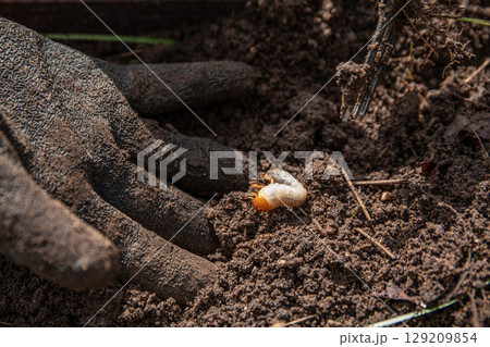 Gloved Hand Revealing White Grub in Soil During Garden Work Gloved Hand Revealing White Grub in Soil During Garden Work 129209854