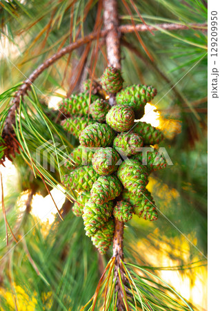 Vibrant green pine cones, still young. A close-up the beauty of nature 129209950
