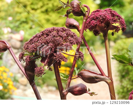 個性的で存在感のあるせり科の多年草「アンジェリカ・ギガス」 129210096