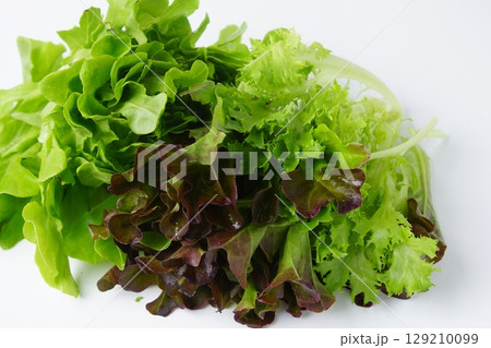 新鮮レタス 新鮮レタス 129210099