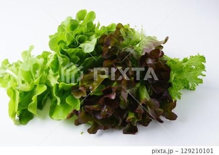 新鮮レタス 129210101