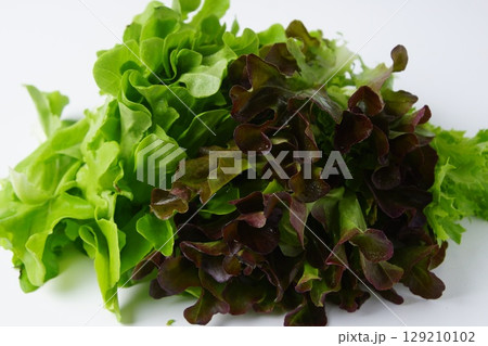 新鮮レタス 129210102