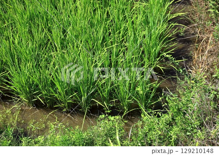 田んぼの稲穂 129210148