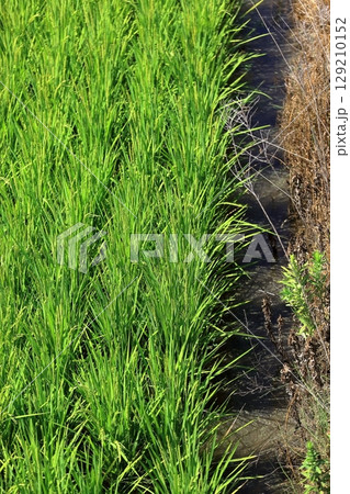 田んぼの稲穂 田んぼの稲穂 129210152
