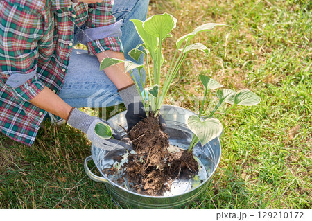 Close-up of Hosta plant bush in hands, dividing roots, outdoor in the garden Close-up of Hosta plant bush in hands, dividing roots, outdoor in the garden 129210172