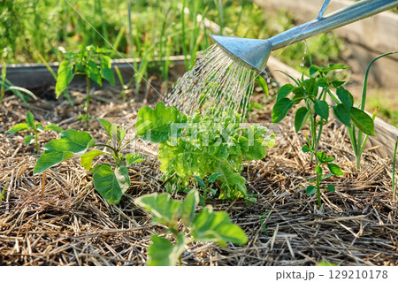 Watering garden with herbs vegetables in high wooden bed with watering can Watering garden with herbs vegetables in high wooden bed with watering can 129210178
