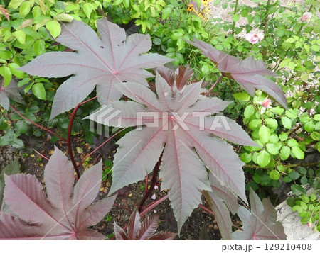 夏に色付いた「トウゴマ」の葉 夏に色付いた「トウゴマ」の葉 129210408