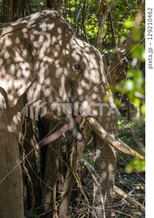 Tusker Elephant resting under the shade of the trees with sunlight filtering through the leaves. The dappled light creates patterns on the elephant's skin Tusker Elephant resting under the shade of the trees with sunlight filtering through the leaves. The dappled light creates patterns on the elephant's skin 129210462