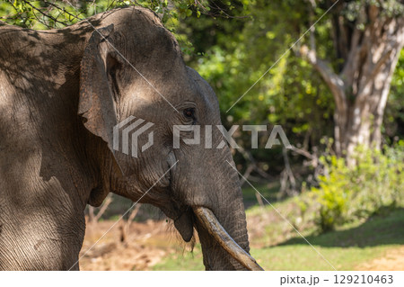 Tusker elephant walks in the jungle, elephant's head side view close-up shot at Yala National Park, Sri Lanka Tusker elephant walks in the jungle, elephant's head side view close-up shot at Yala National Park, Sri Lanka 129210463