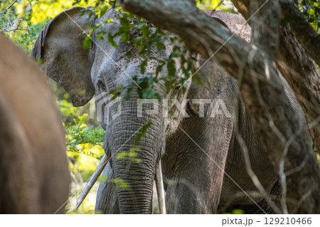 Tusker elephant charges at another tusker elephant at Yala 129210466