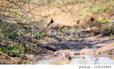 Indian paradise flycatcher perched on a thorny branch over a muddy waterhole. The background shows dry soil and sparse green plants in the wild 129210468
