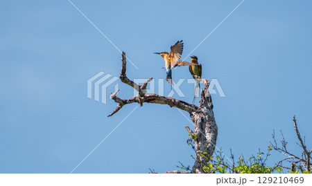 A Blue-tailed bee-eater is landing on a dry tree branch while another remains perched, both spotted at Yala National Park, Sri Lanka A Blue-tailed bee-eater is landing on a dry tree branch while another remains perched, both spotted at Yala National Park, Sri Lanka 129210469