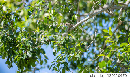 Brown-capped pygmy woodpecker perched on a tree branch under a clear blue sky at Yala National Park, Sri Lanka. surrounded by green leaves and natural forest habitat 129210470
