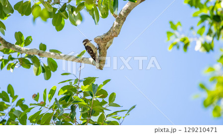 Brown-capped pygmy woodpecker on a tree branch under a clear blue sky at Yala National Park, Sri Lanka. surrounded by green leaves and a natural forest habitat Brown-capped pygmy woodpecker on a tree branch under a clear blue sky at Yala National Park, Sri Lanka. surrounded by green leaves and a natural forest habitat 129210471