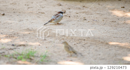 House sparrow stands on sandy ground at Yala National Park, Sri Lanka 129210473