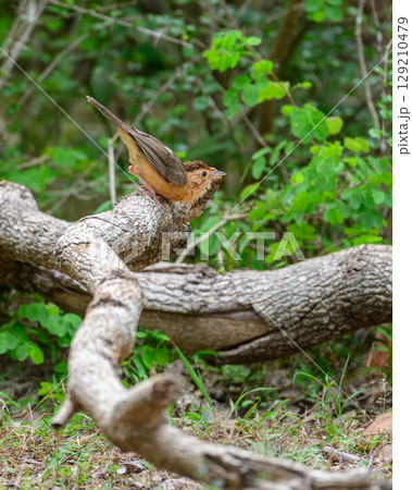 Brown-capped babbler bird perch on a thick fallen branch in the forest undergrowth. The background is filled with green leaves, grass, and scattered dry leaves 129210479