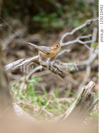Brown-capped babbler bird stands on a dry branch at Yala National Park. Endemic bird species in Sri Lanka. Brown-capped babbler bird stands on a dry branch at Yala National Park. Endemic bird species in Sri Lanka. 129210482