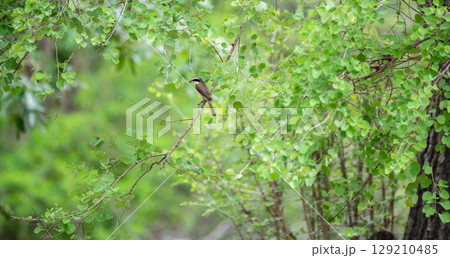 Brown shrike bird perched on a thin branch at Yala National Park, Sri Lanka. The bird is surrounded by green leaves in a forest setting 129210485