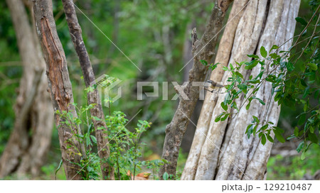 Brown shrike is perched on a branch at Yala National Park, Sri Lanka. The bird is in its natural habitat. Brown shrike is perched on a branch at Yala National Park, Sri Lanka. The bird is in its natural habitat. 129210487
