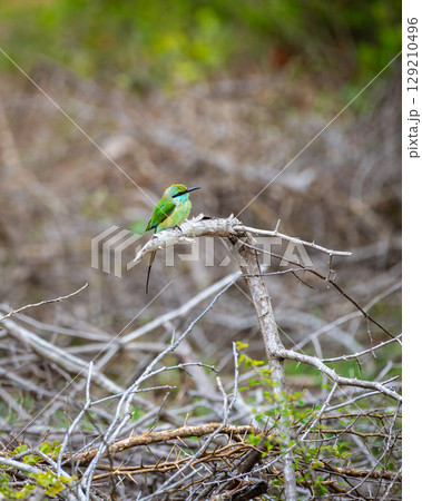 Green bee-eater is perched on a dry thorny branch in a bushy area 129210496