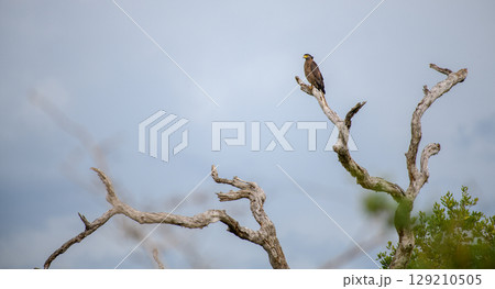 Serpent eagle perch high on a bare dry tree against the gloomy dark skies. Serpent eagle perch high on a bare dry tree against the gloomy dark skies. 129210505