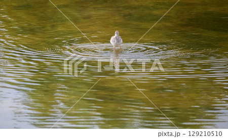 Common redshank bird forage in shallow waters, creating ripples on the water surface. 129210510