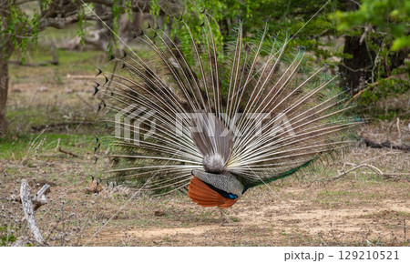 Peacock dance display at Yala National Park, Sri Lanka. The feathers are spread in a full fan back view Peacock dance display at Yala National Park, Sri Lanka. The feathers are spread in a full fan back view 129210521