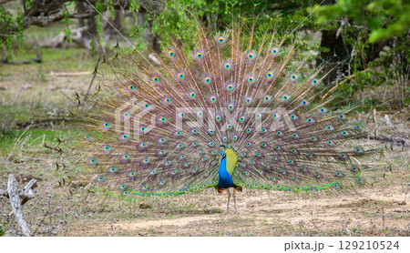 Peacock dance display at Yala National Park, Sri Lanka. The feathers are spread in a full fan, showing eye-like patterns 129210524