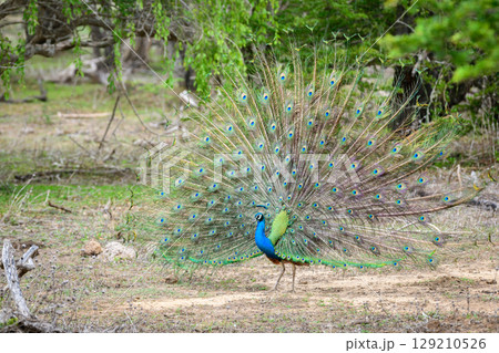 Peacock dance display at Yala National Park, Sri Lanka. The feathers are spread in a full fan, showing eye-like patterns Peacock dance display at Yala National Park, Sri Lanka. The feathers are spread in a full fan, showing eye-like patterns 129210526