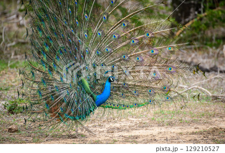 Peacock dance display at Yala National Park, Sri Lanka. The feathers are spread in a full fan side view, showing eye-like patterns 129210527