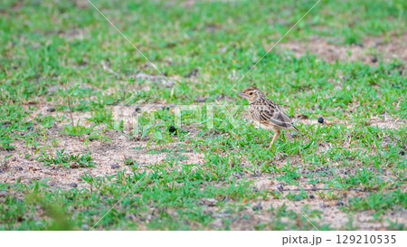 Jerdon's bush lark on the grass at Yala National Park, Sri Lanka. 129210535