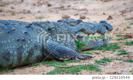 A huge Crocodile lies on the ground with its mouth open close-up photo at Yala National Park, Sri Lanka. A huge Crocodile lies on the ground with its mouth open close-up photo at Yala National Park, Sri Lanka. 129210549