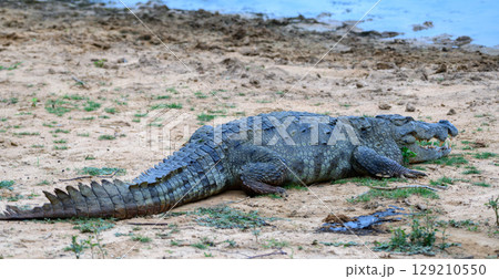 A huge Crocodile lies on the ground with its mouth open close-up photo at Yala National Park, Sri Lanka. 129210550