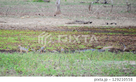 Sri Lankan jackals stand near a mugger crocodile and a dead wild buffalo at Yala National Park, Sri Lanka. Sri Lankan jackals stand near a mugger crocodile and a dead wild buffalo at Yala National Park, Sri Lanka. 129210558