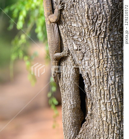 Monitor lizard climbs down the trunk of a tree, with its body stretched along the bark. 129210572