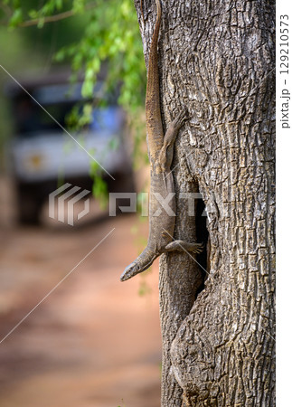 Monitor lizard climbs down the trunk of a tree, with its body stretched along the bark. A safari vehicle blurred in the background on a dirt path 129210573