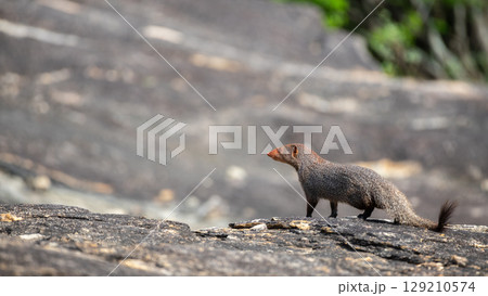 Ruddy Mongoose stands alert on a rocky surface, looking into the distance at Yala National Park. Ruddy Mongoose stands alert on a rocky surface, looking into the distance at Yala National Park. 129210574
