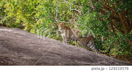 Leopard stands on a rock near the edge of a forest while partly hidden by branches 129210576