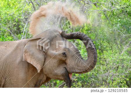 Elephant sand bath, spraying sand over its back with its trunk, sand flying through the air above its head 129210585