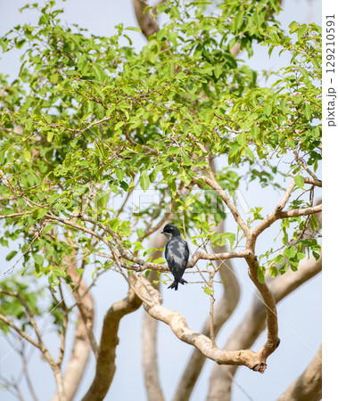Crested treeswift female bird perched on a tree branch surrounded by green leaves at Yala National Park 129210591
