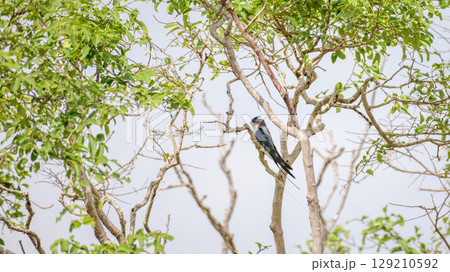 Crested treeswift male bird perched on a tree branch surrounded by green leaves at Yala National Park Crested treeswift male bird perched on a tree branch surrounded by green leaves at Yala National Park 129210592