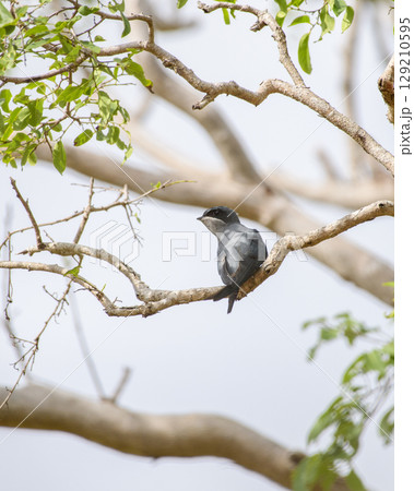 Crested treeswift female bird perched on a tree branch surrounded by green leaves at Yala National Park Crested treeswift female bird perched on a tree branch surrounded by green leaves at Yala National Park 129210595