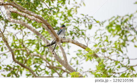 Crested treeswift male bird perched on a tree branch surrounded by green leaves at Yala National Park 129210596