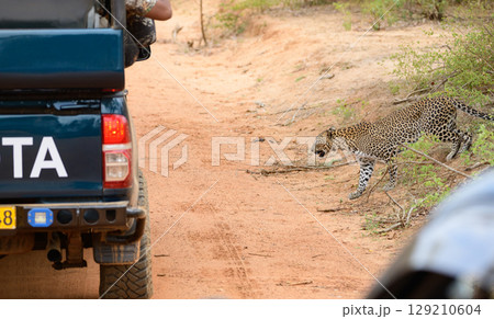 Leopard crosses a dirt road in front of a safari jeep at Yala National Park, Sri Lanka. 129210604