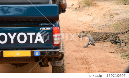 Leopard crosses a dirt road in front of a safari jeep at Yala National Park, Sri Lanka. Leopard crosses a dirt road in front of a safari jeep at Yala National Park, Sri Lanka. 129210605