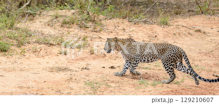 A leopard is walking across dry ground at Yala National Park, Sri Lanka. 129210607
